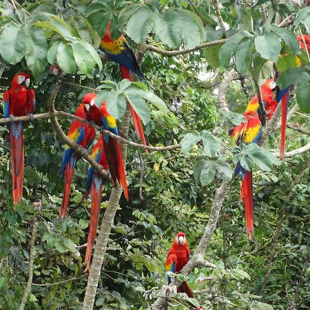 Casa Guacamaya Hotel Palenque Exterior photo
